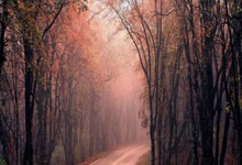 哈兰德登陆英超前三个赛季进球均30+,上位做到的球员是范尼.